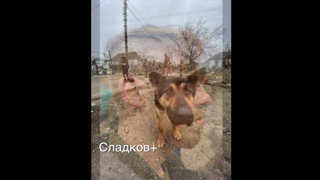 денацификация, демилитаризация.