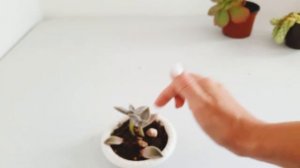 Размножение суккулентов, как растут суккуленты из листиков