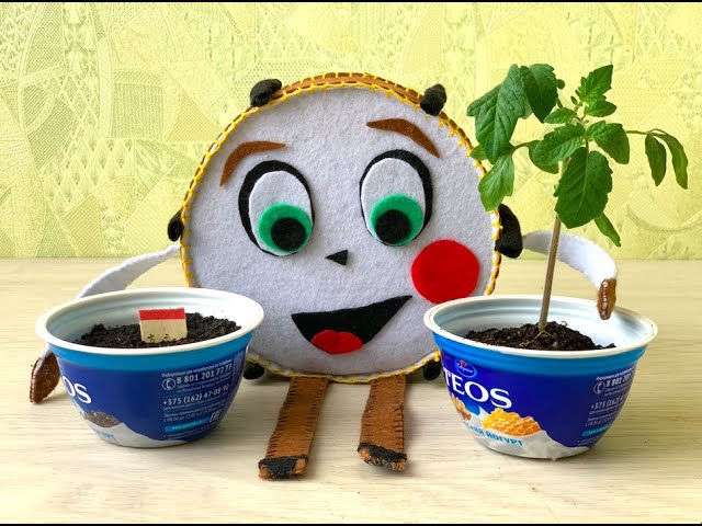 Секреты выращивания цветов от Драм и Ко) смотреть онлайн