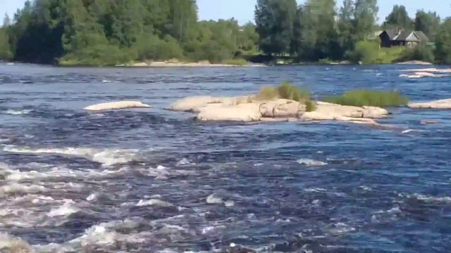 Гуляем с собаками на реке смотреть онлайн