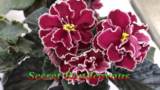 Красивые сорта фиалок(Выпуск №11) смотреть онлайн