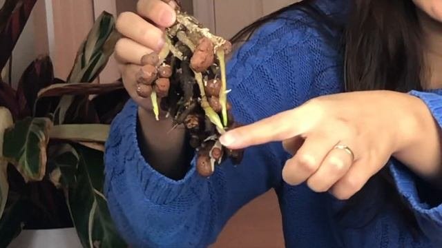 Anthurium Warocqueanum & Magnificum In Semi Hydroponic | Leca Part 2