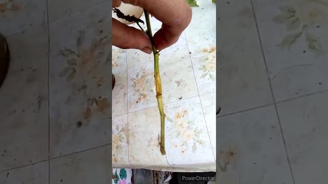 Черенкование пассифлоры инкарнаты "Маракок северный " Итоги не ахти смотреть онлайн