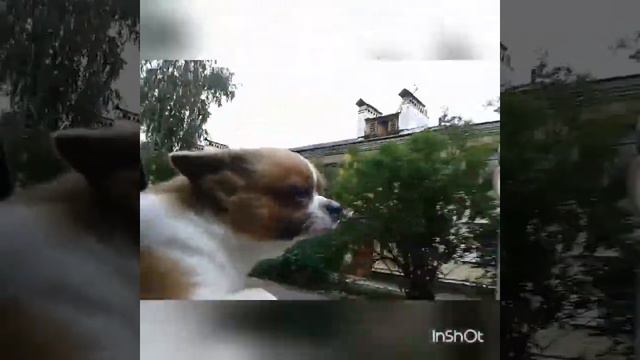 Чихуахуа едет в машине и выглядывает из окна смотреть онлайн