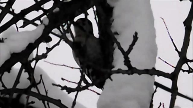 Еще одна зимующая птица малый пестрый дятел смотреть онлайн