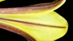 Жёлтая лилия и жёлтая хризантема