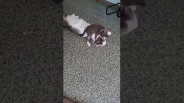 Иннокентий - интеллигентный кот-кастрат в дар! смотреть онлайн