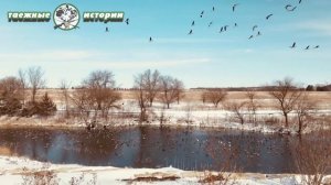 ? ГИГАНТСКИЙ  МЕДВЕДЕМ-ЛЮДОЕДОМ ИЛИ ХОЗЯИН ТАЙГИ