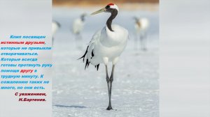 Далеко, далеко журавли улетели 2.0