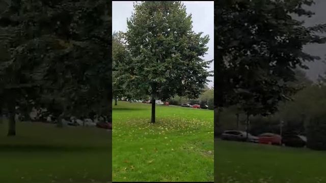 Прогулка под дождём. Красота. Дружба. Счастье. смотреть онлайн