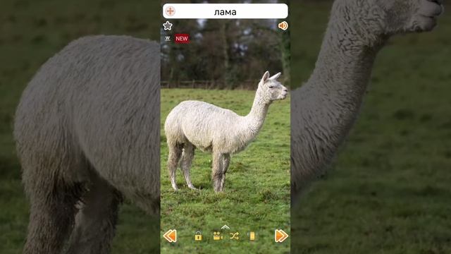 Лама плюется через дорогу. Лама обиделась видео. Лама ролики. Лама обиделась видео. Лама обиделась.