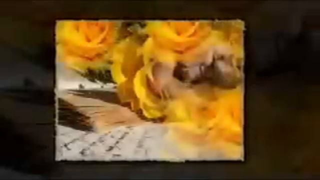 Не покидай меня,безумная мечта.. смотреть онлайн