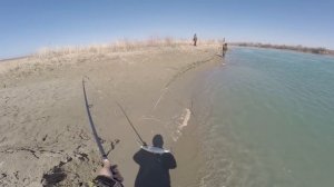 Рыбалка перед запретом, бешеный клёв жереха