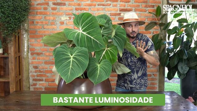 5 Filodendros que são tendência em Urban Jungle  Aprenda como cultivar esta planta
