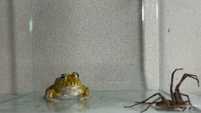 A long-legged spider dances/ Pacman frog , African bullfrog【WARNING LIVE FEEDING】 смотреть онлайн