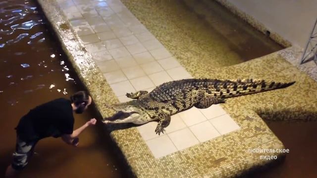 Профессия : дрессировщик крокодилов смотреть онлайн