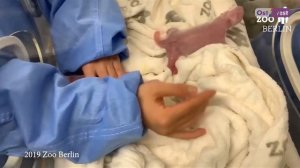 Детеныши панд: в Берлинском зоопарке у больших панд родились медвежата