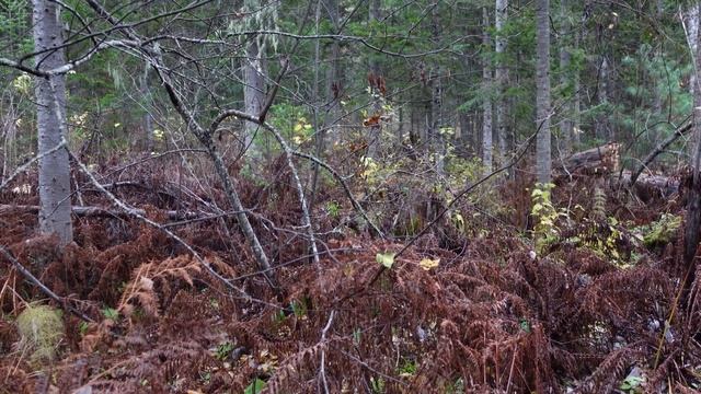 Мрас су.поздняяосень.13-15.10 2023год смотреть онлайн