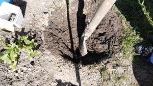 ГЕОРГИНЫ  Высадка в открытый грунт  Опоры для кустарников руками мужа