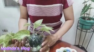 Vlog #107 MARBLE QUEEN POTHOS In Fish Bowl, PERFECT Ng Pang Display!