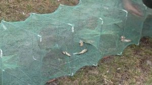 Ловля раков на раколовки 4(приманки)