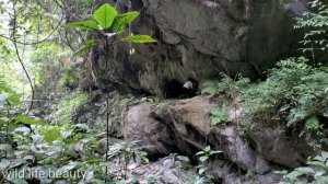 shelter in the rock hole, bushcraft hut, survival alone- wild life beauty