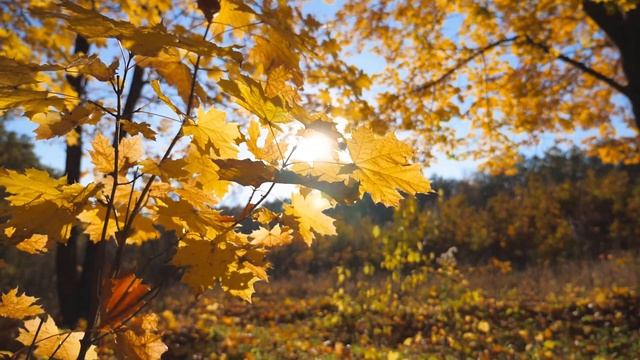 Enchanting Autumn Forests with Beautiful Piano Music?4K Autumn Ambience & Fall Foliage смотреть онлайн