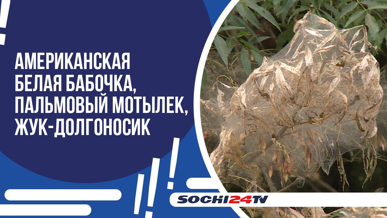 БОРЬБА С НАСЕКОМЫМИ-ВРЕДИТЕЛЯМИ