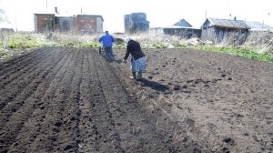 Дизельный мотоблок прораб GT-100 сажаем картошку