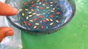 СЕМЕНА ОГУРЦОВ ЗАМАЧИВАЕМ для ПРОРАЩИВАНИЯ