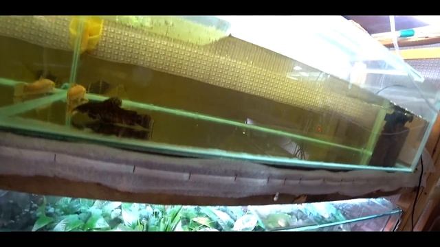 СКАЛЯРИЯ КРАСНАЯ ШАПОЧКА!! РАЗВЕДЕНИЕ АКВАРИУМНЫХ РЫБОК!!!