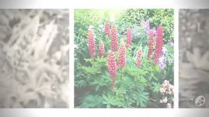 Lupinus - garden plants