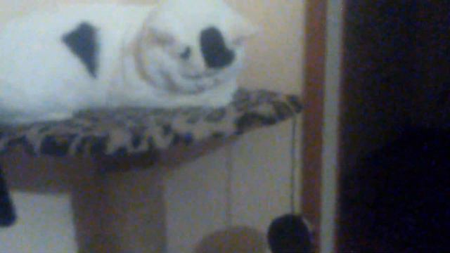 кот Альтаир кайфует,Ярик выполняет команды смотреть онлайн