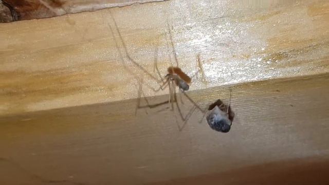 Паук и муха у нас на даче