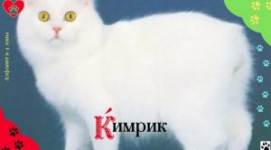 Алфавит в 4 лапы/К: Кимрик или Кимерийская кошка/История породы/ характер/отличительные черты