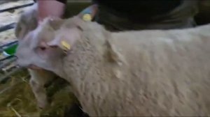 Бараны Шароле британской селекции! Мясо-шерстная порода Шароле! Овцеводство! Племенные овцы!