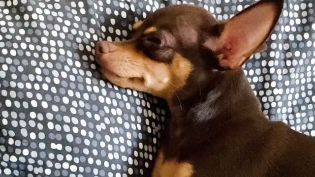 Домашние животные