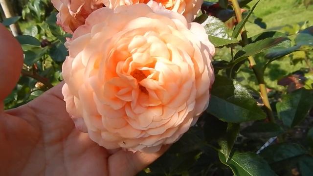 Розы Rosenfaszination и Sourire du Havre-первогодки.Их сочетание. смотреть онлайн