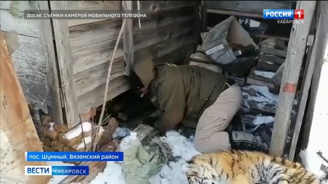 С начала года в Хабаровском крае зафиксировано 4 случая выхода тигров в таёжных селах смотреть онлайн