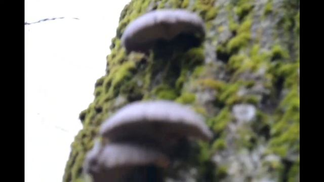 ГРИБЫ ЗИМОЙ, 30 ДЕКАБРЯ! А МЫ ВЕШЕНКУ СОБИРАЕМ! смотреть онлайн