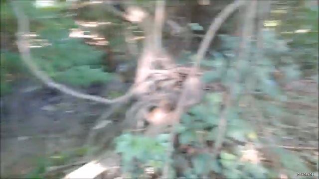 В поисках ливнёвки.Положительно предварительно.СНТ "Садовод-Любитель" смотреть онлайн