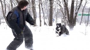 Защитная работа аборигенной среднеазиатской овчарки из Таджикистана