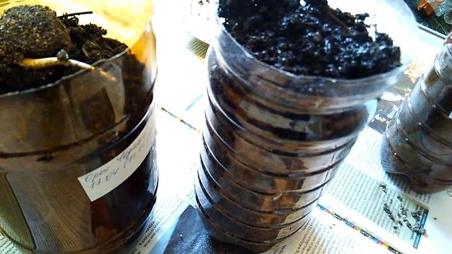 Черный орех - размножение семенами - стратификация и посадка орехов
