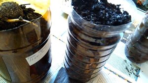 Черный орех - размножение семенами - стратификация и посадка орехов