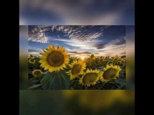 Илиотропион,или Сообразование с Божественной Волей.ч.2.