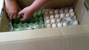 Пришло инкубационное яйцо бройлера ? Венгрия.Дезинфекция яйца перед инкубатцией.