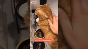 Самые Смешные Tik Tok'и #1 ПОХИТИТЕЛЬ АРОМАТОВ / ШУРА СТОУН