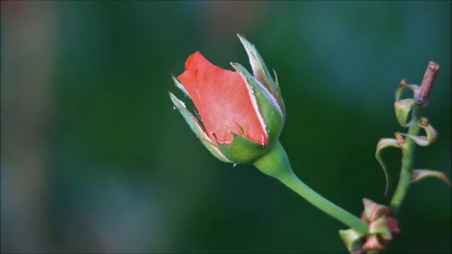 Bach WTC Book 1, Prelude 1 on Moog Synthesizer смотреть онлайн