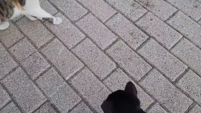 Ты где шлялась всю неделю? Что, тебе нужно особое приглашение? На вот! Гиват аМоре, Аыула, Израиль. смотреть онлайн