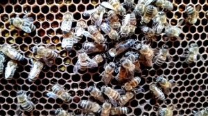 Облет маток в пчелопавильоне. Все ли матки возвращаются с облета в пчелопавильон.